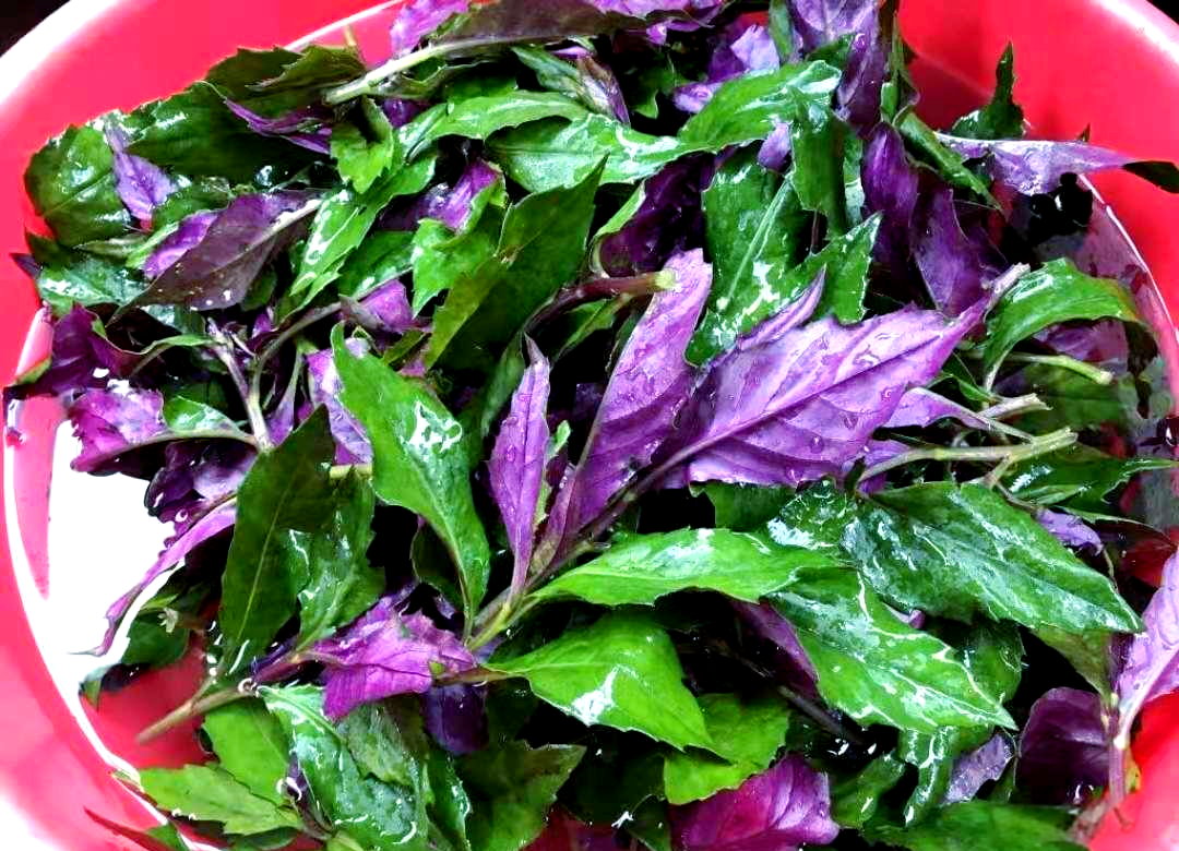 紫背菜什么人不能吃功效与作用有哪些
