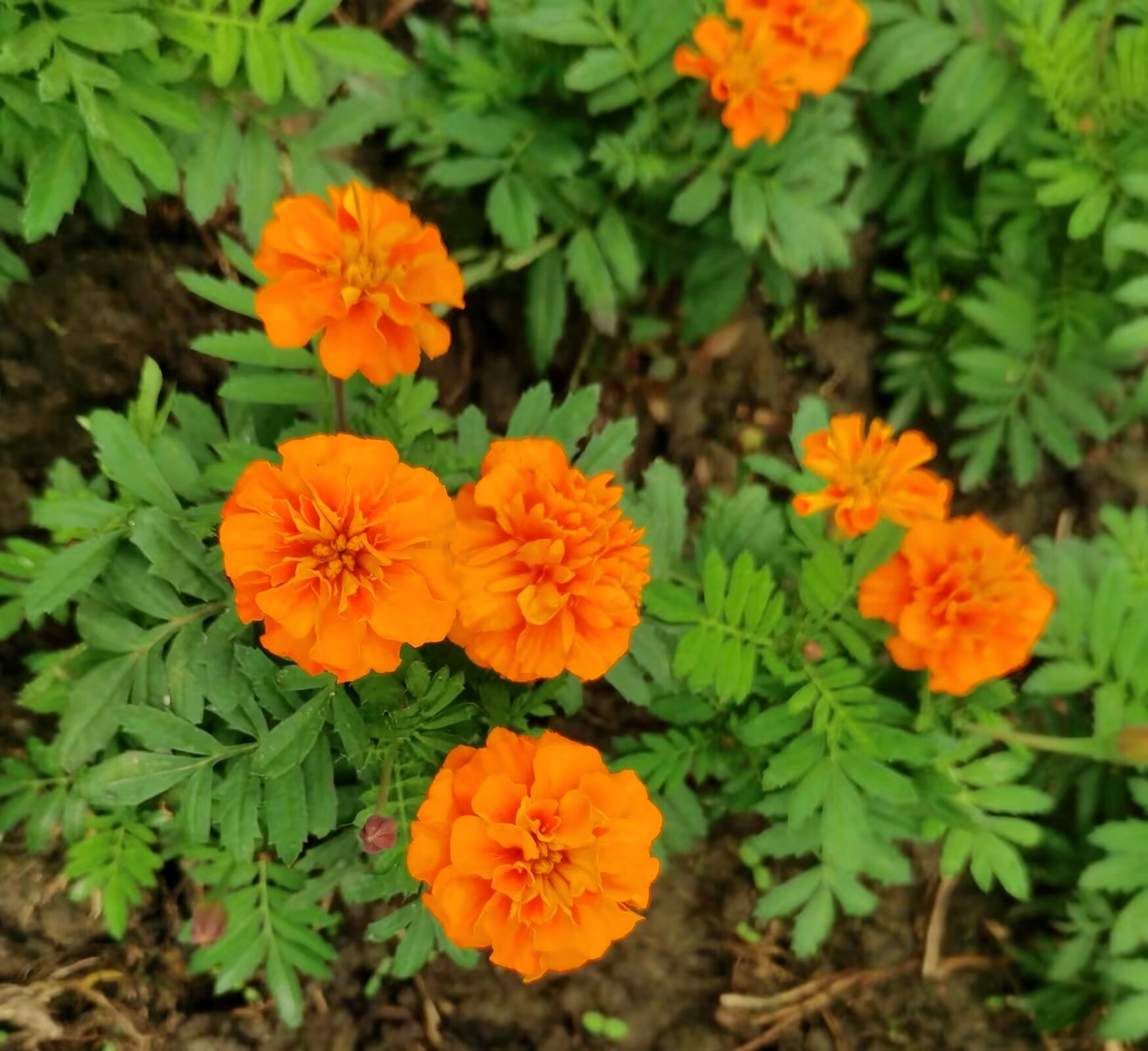 花语是健康的花