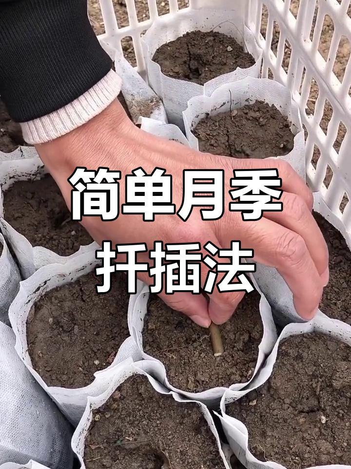 月季花的扦插懒人方法该怎么做