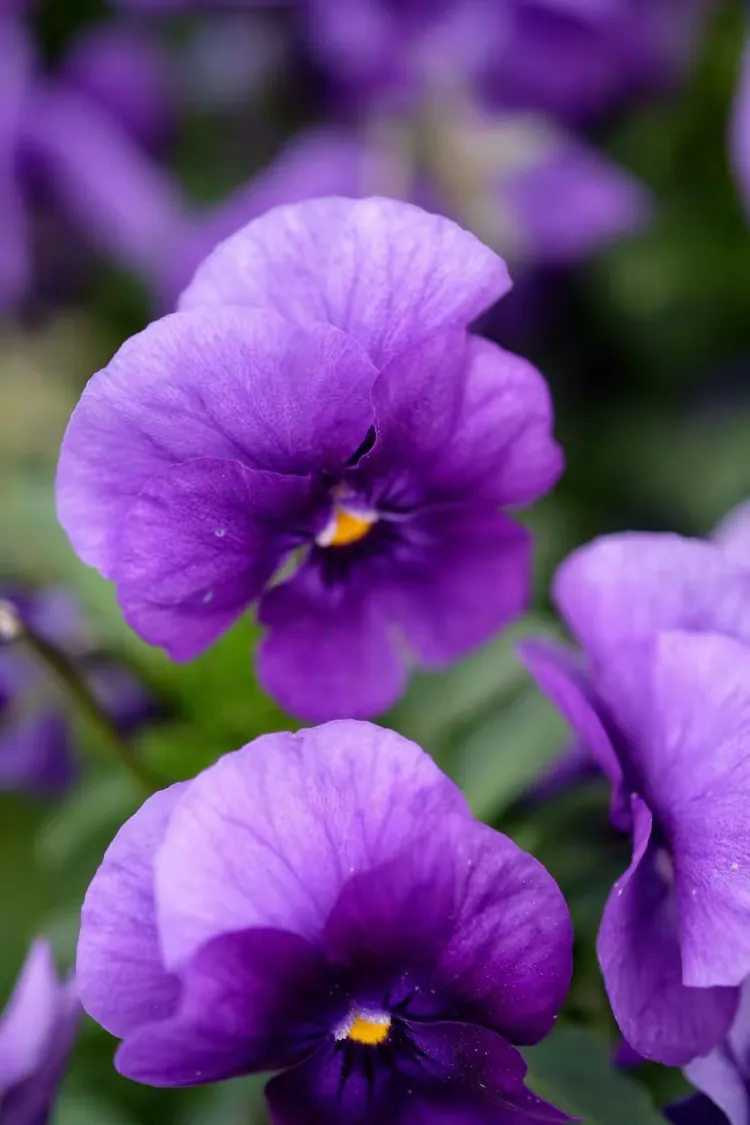 万紫千红一片绿是哪里的风俗