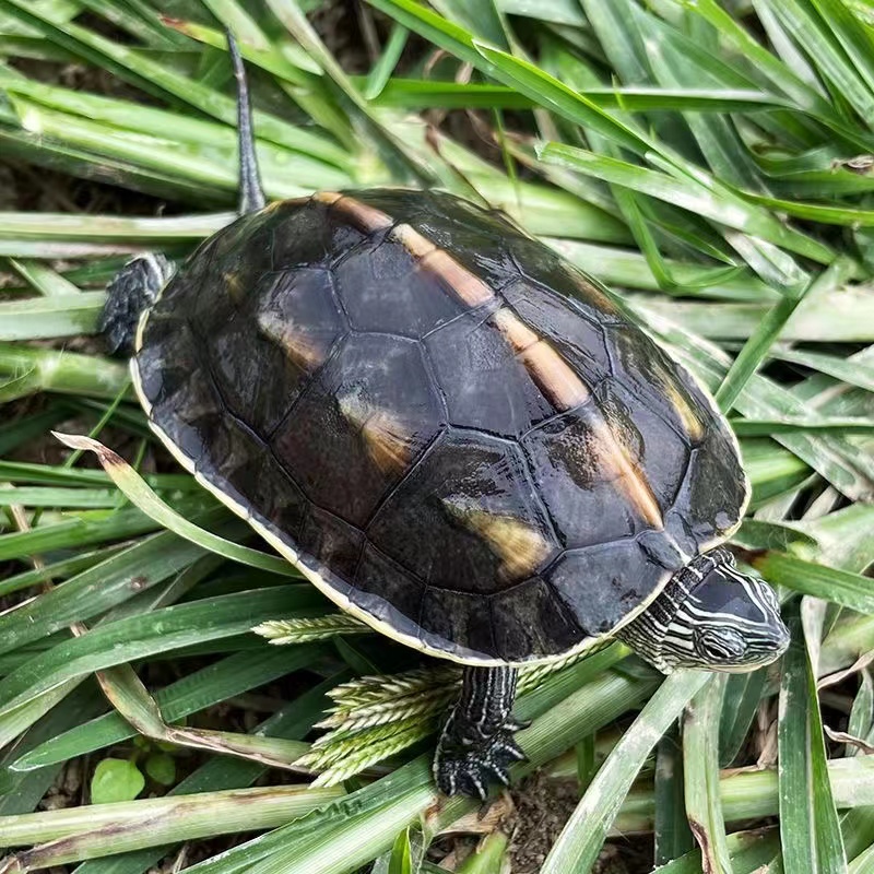 珍珠龟的寿命,珍珠龟的体长