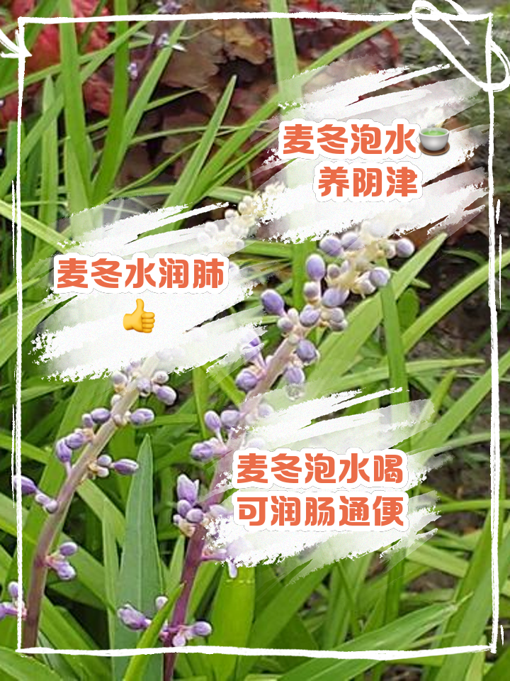 麦冬如何泡水喝