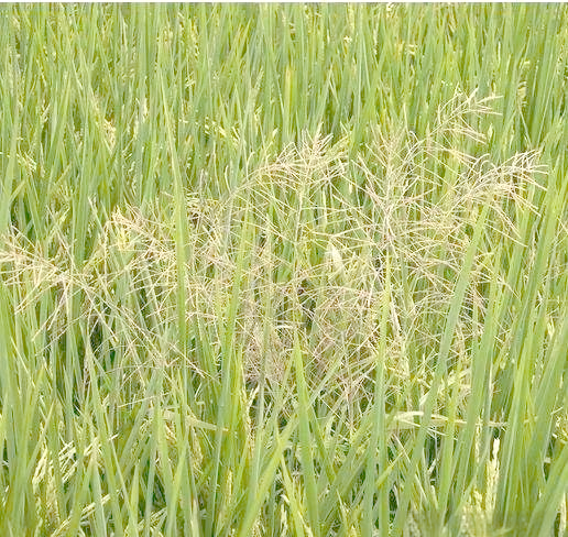 禾本科植物分别有什么呢